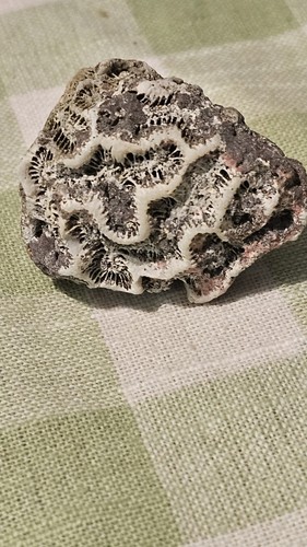 Fossilized brain coral - brain,