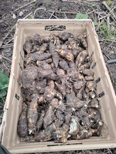 1KG Organic Jerusalem