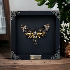 Real Death Head Moth Skull
