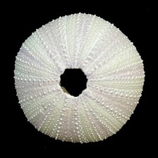 1 X White Sea urchin  5-7 cm