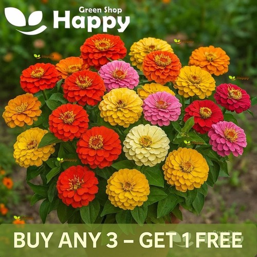 Zinnia pepito dwarf mix 60 - dwarf,