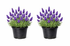 English Lavender Plants X 2