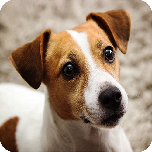 Pack jack russell dog - pack,