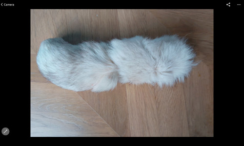 Arctic fox full tail - , in