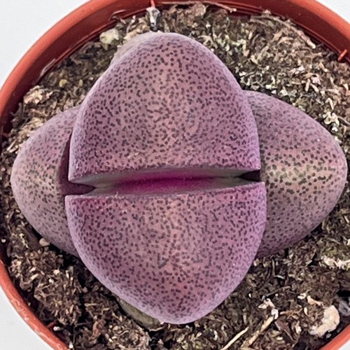 Pleiospilos nelii royal flush - royal,