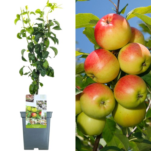 Duo apple patio fruit tree - apple,