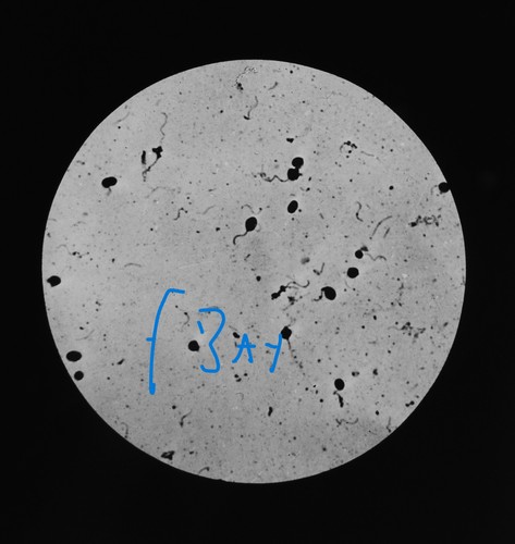 Microscope photo soil - photo,