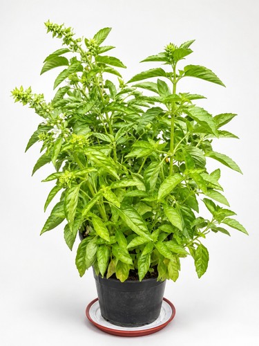 Large basil plant without pot - large,