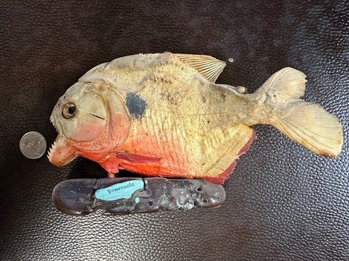 Real taxidermy piranha - real,