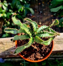 Euphorbia Stellata | caudex succulent plant in 10.5cm pot