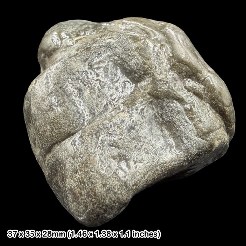 Ichthyosaur vertebrae fossil - ichthyosaur,