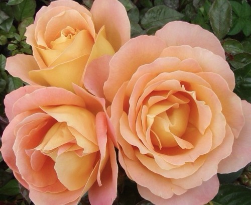 Alpine sunset bush - alpine, rose