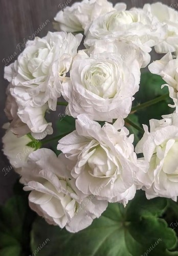 Shik capella pelargonium - capella,