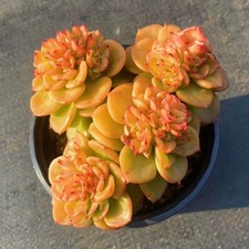 8CM Succulent Plant Echeveria