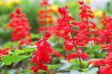 Sage RED SCARLET SALVIA