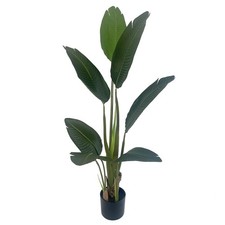 Traveller Banana Palm Tree UV