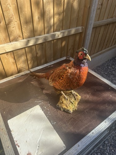 Taxidermy common pheasant - common,