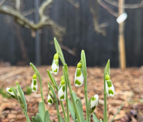 Galanthus chantry gem - gem, snowdrop