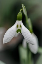 Galanthus elwesii 'Grumpy' x 1