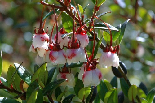 Chilean guava myrtus ugni - chilean,