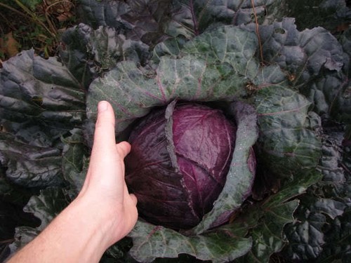 Cabbage mammoth red rock - mammoth,