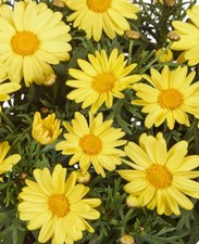 6 Argyranthemum Aramis Yellow