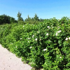 Rosa rugosa Alba 40-60cm Bare
