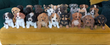 Puppy home garden ornament - home,