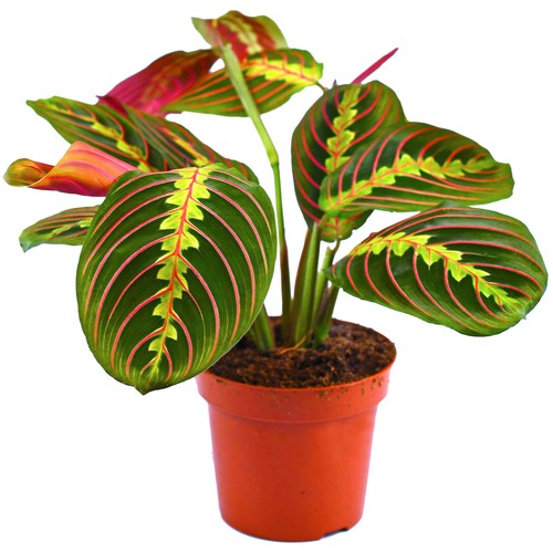 Maranta fascinator tricolour - maranta,