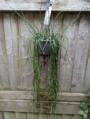 Rarely offered rhipsalis - offered,