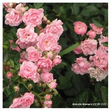 Super Fairy - Rambling Rose FREE NATIONWIDE DELIVERY