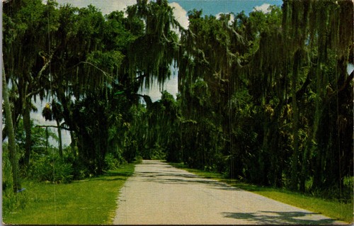 Scenic road myakka - scenic, park