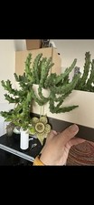 Starfish Cactus