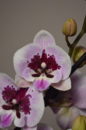 Phalaenopsis alladin - phalaenopsis, ‘alladin’