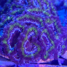Live coral hulk lord acan - coral, mini