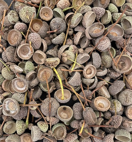 100 natural dried english oak - natural,