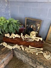 Antique Vintage Full Size Anatomical Skull Model Half Skeleton Adam Rouilly