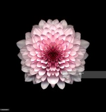 maxell 50 dvd-r 4.7 gb/120 min video/speed 1x 16x unused freepost