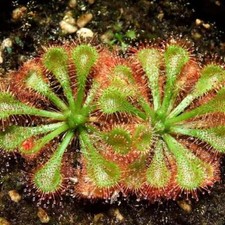 Drosera Spatulata - 20 / 100