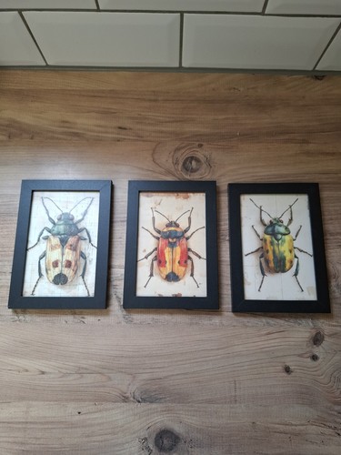 Beetles post card pictures - beetles,