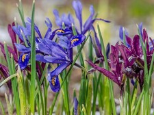 Dwarf iris reticulata - 20,