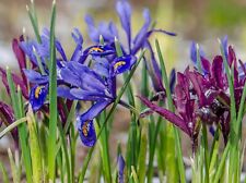 20 Dwarf Iris Reticulata