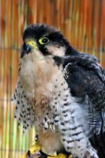 Lanner falcon Falco Biarmicus