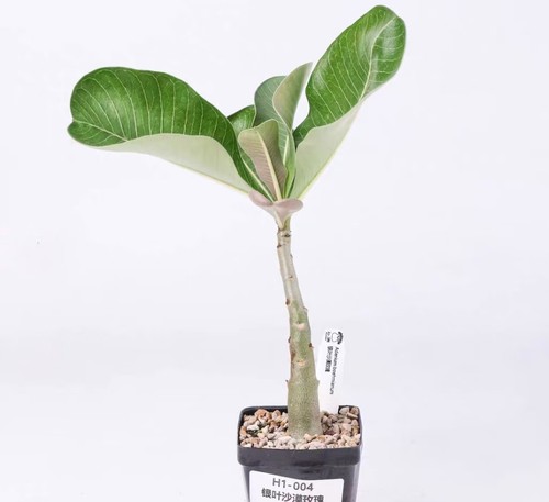 Pot 5cm rare - 6.5cm,