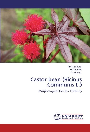 Castor bean ricinus - castor,