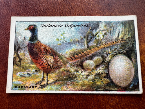 Gallaher birds nests eggs - gallaher,