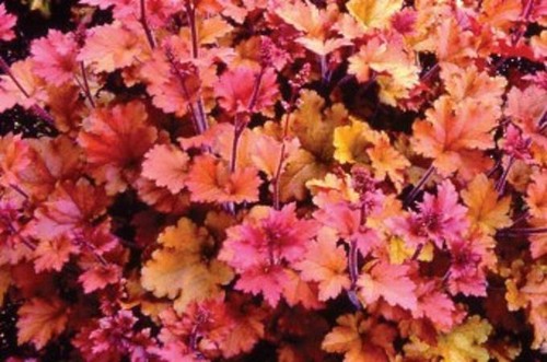 Heuchera hybrida marmalade - hybrida, 'marmalade'
