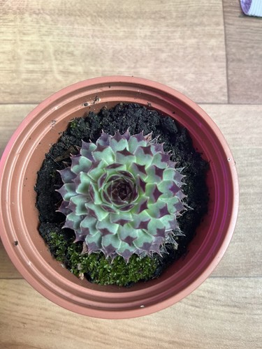 Sempervivum rooted plant - sempervivum, mint