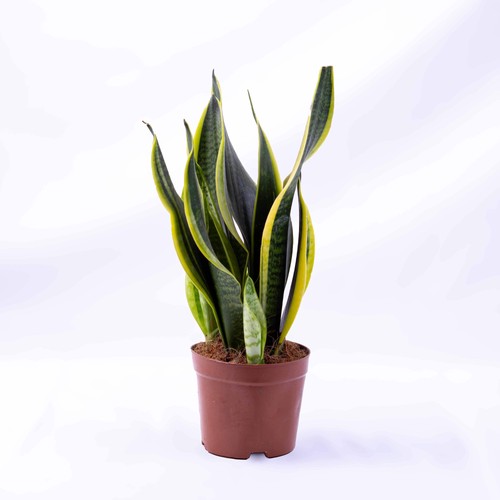 Dracaena trifasciata snake - dracaena,