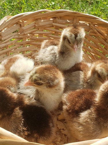 Silver partridge brahma - silver,